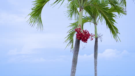 palmera con semillas rojas colgantes en la isla tropical de verano