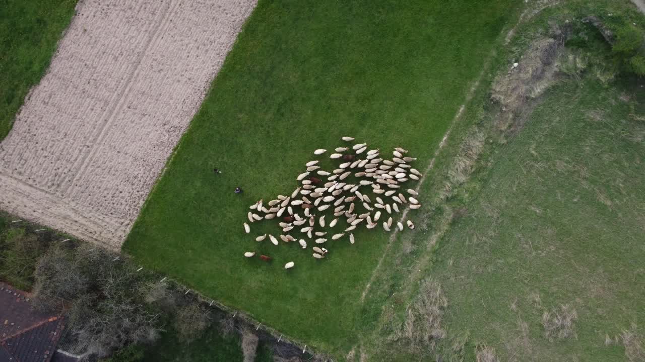 봄 필드 드론 영상 4k에서 방목하는 양 떼