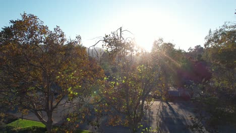 Aerial-upwards-shot-revealing-Bright-Sunlight-break-through-Trees-branches-on-Roadside