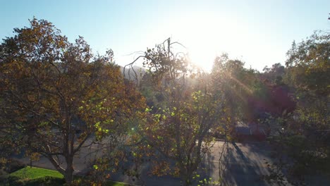 disparo aéreo hacia arriba que revela la brillante luz del sol atravesando las ramas de los árboles en la carretera