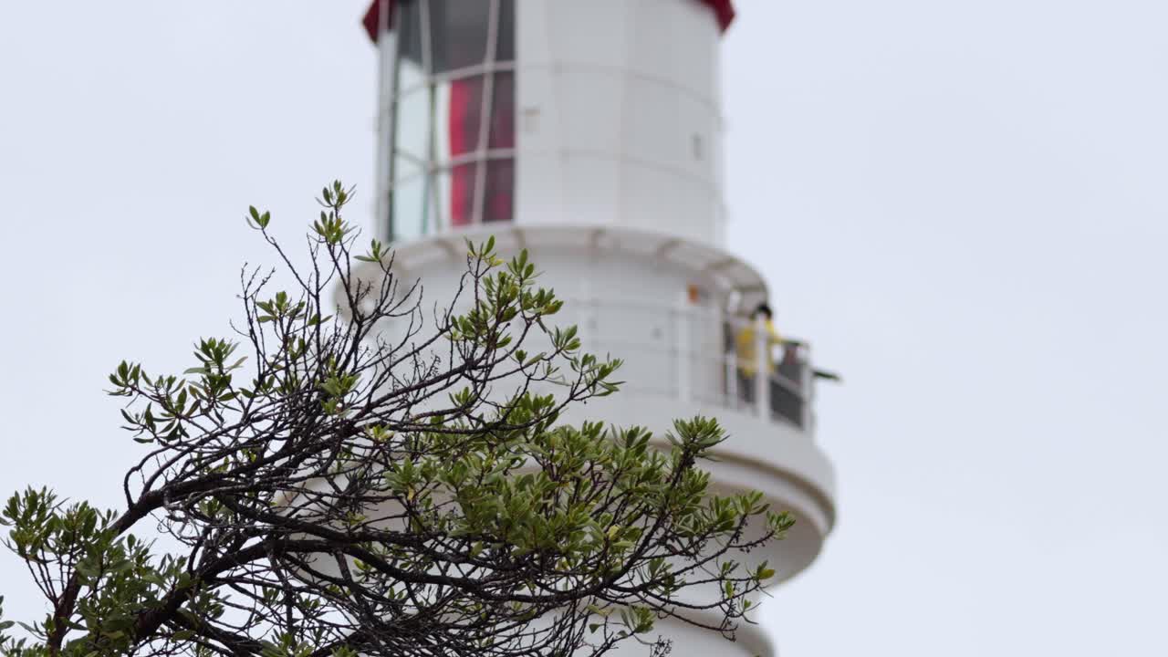 큰 바다 도로에 있는 나무 가지 뒤에 있는 등대