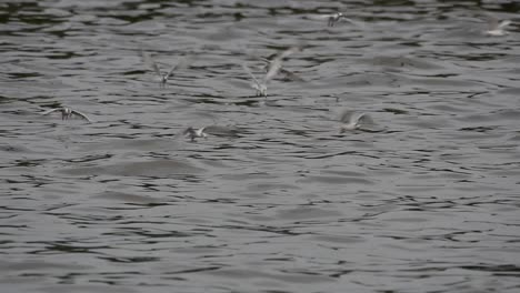 Terns-and-Gulls-Skimming-for-Food-are-migratory-seabirds-to-Thailand,-flying-around-in-circles,-taking-turns-to-skim-for-food-floating-on-the-sea-at-Bangpu-Recreational-Center-wharf