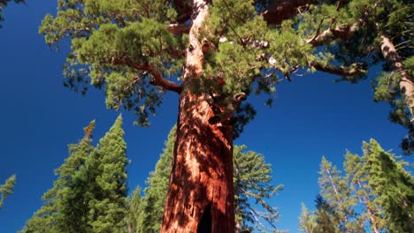 tiro inclinado hacia arriba del árbol secoya gigante grizzly en el parque nacional de yosemite