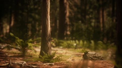 early morning sunlight in the sequoias of mariposa grove