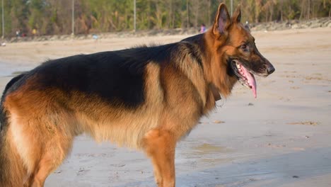 Junger-Deutscher-Schäferhund-Steht-Am-Strand-Und-Atmet-Schnell,-Nachdem-Er-Am-Strand-Gelaufen-Ist-Und-Videohintergrund-Abgespielt-Hat