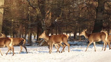 Wilde-Hirschgruppe-Beim-Wandern-Im-Wintersonnenlichtpark-–-4k-Ultra-HD-UHD