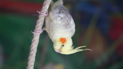 a cockatiel hanging on a rope
