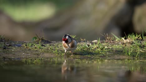 finch drinking water on the forest floor, hopping around, flying away, shallow depth of field, cinematic close up