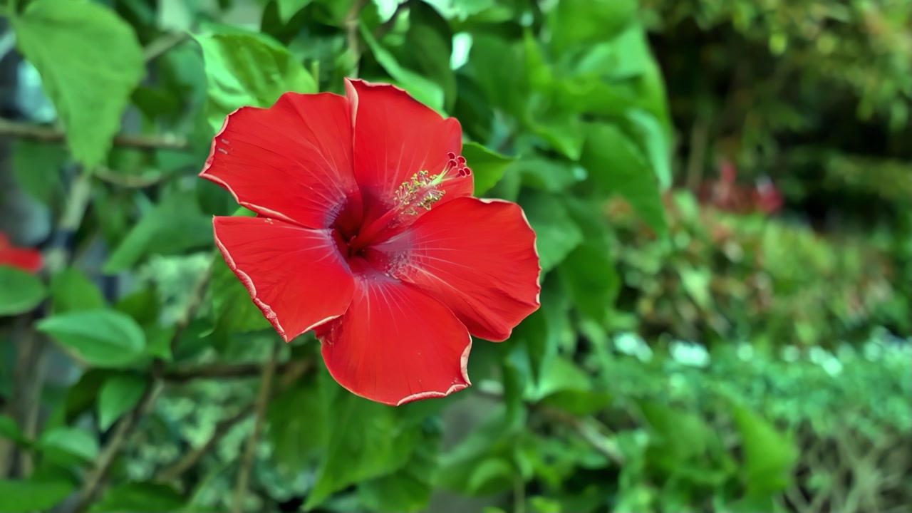 In full bloom, a red Chinese hibiscus, also known as gumamela, never fails to grab attention and captivate a nature lover.