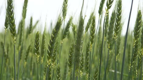 closeup green grain wobbles in the wind