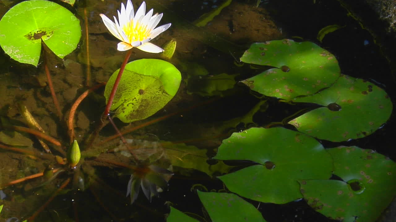 un lirio y nenúfares flotan en un estanque