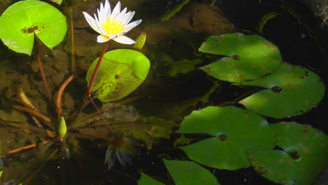 a lily and lily pads float in a pond