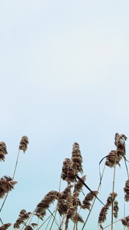 dried reeds against a pale sky