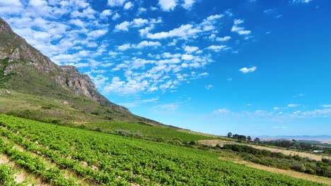 sweeping views of verdant vineyards under a perfect blue sky with soft, drifting clouds