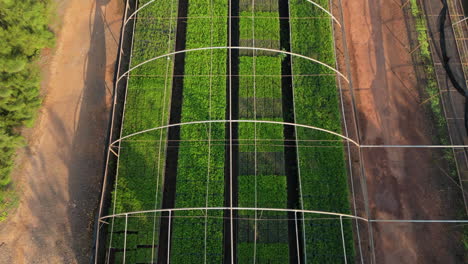aerial perspective showcasing vibrant green rows of plants inside a greenhouse. pathways and structural support arches are visible, highlighting organized agricultural cultivation.