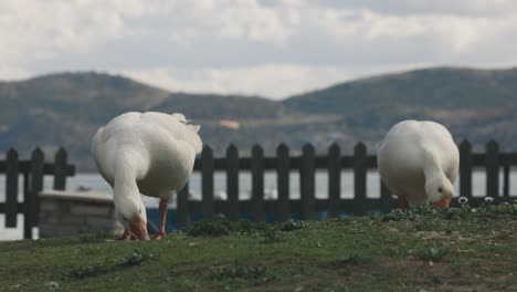 A-super-close-up-shot-of-a-group-of-white-ducks-eating-green-grass-leaves,-blue-lake-and-beautiful-mountains-in-the-background,-dreamy-exotic-wildlife,-fall-tones,-RF-Lens,-4K-video