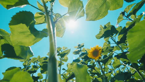 Sonnenblume-Gegen-Den-Blauen-Himmel