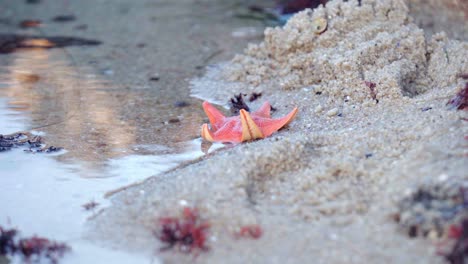 starfish lying on sandy tide pool with clear water at daytime