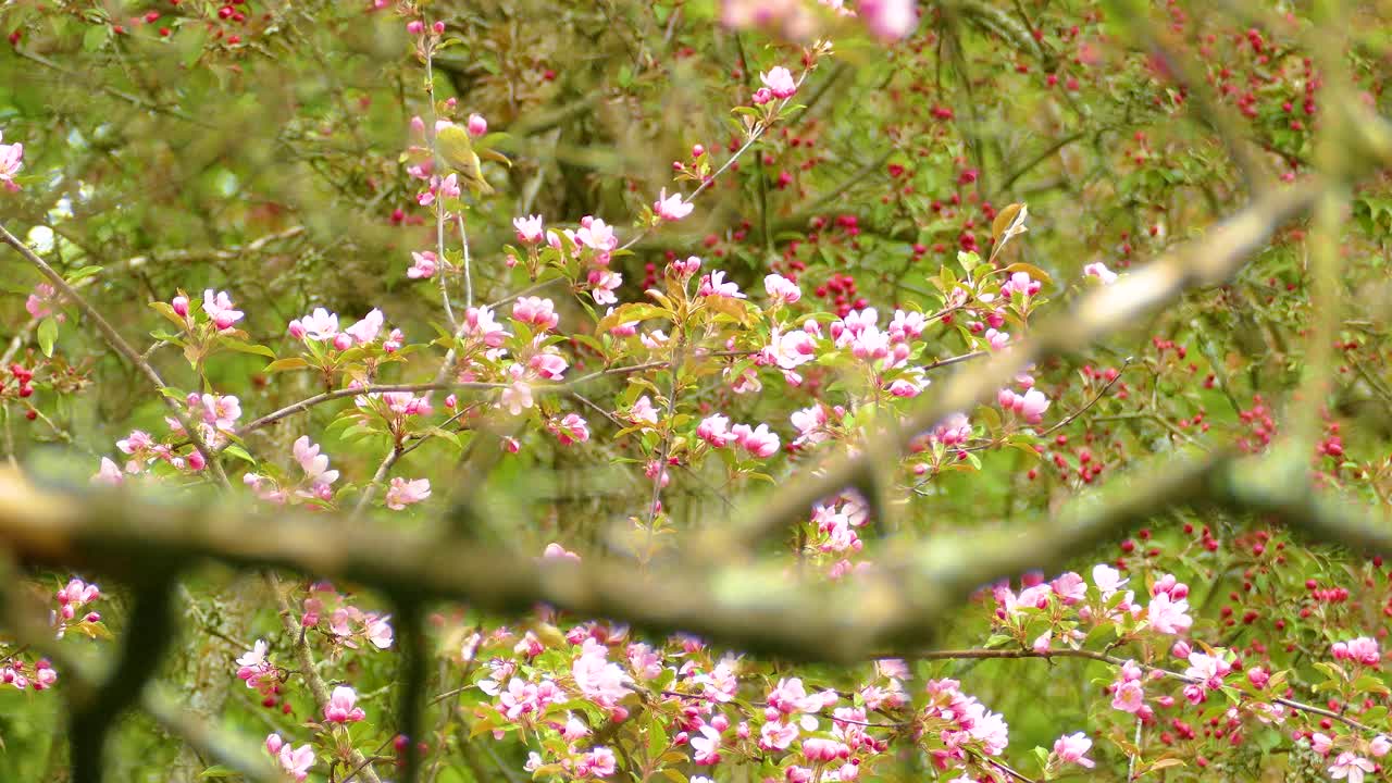 Willow warbler perched on a blooming branch amidst a lush springtime forest setting, picking on the flowers