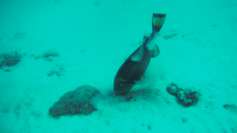 Una-Hermosa-Escena-En-Cámara-Lenta-Bajo-El-Agua-En-Un-Arrecife-De-Coral-En-La-Isla-Perhentian-En-Malasia-Con-Peces-Nadando-Más-Allá-De-La-Cámara