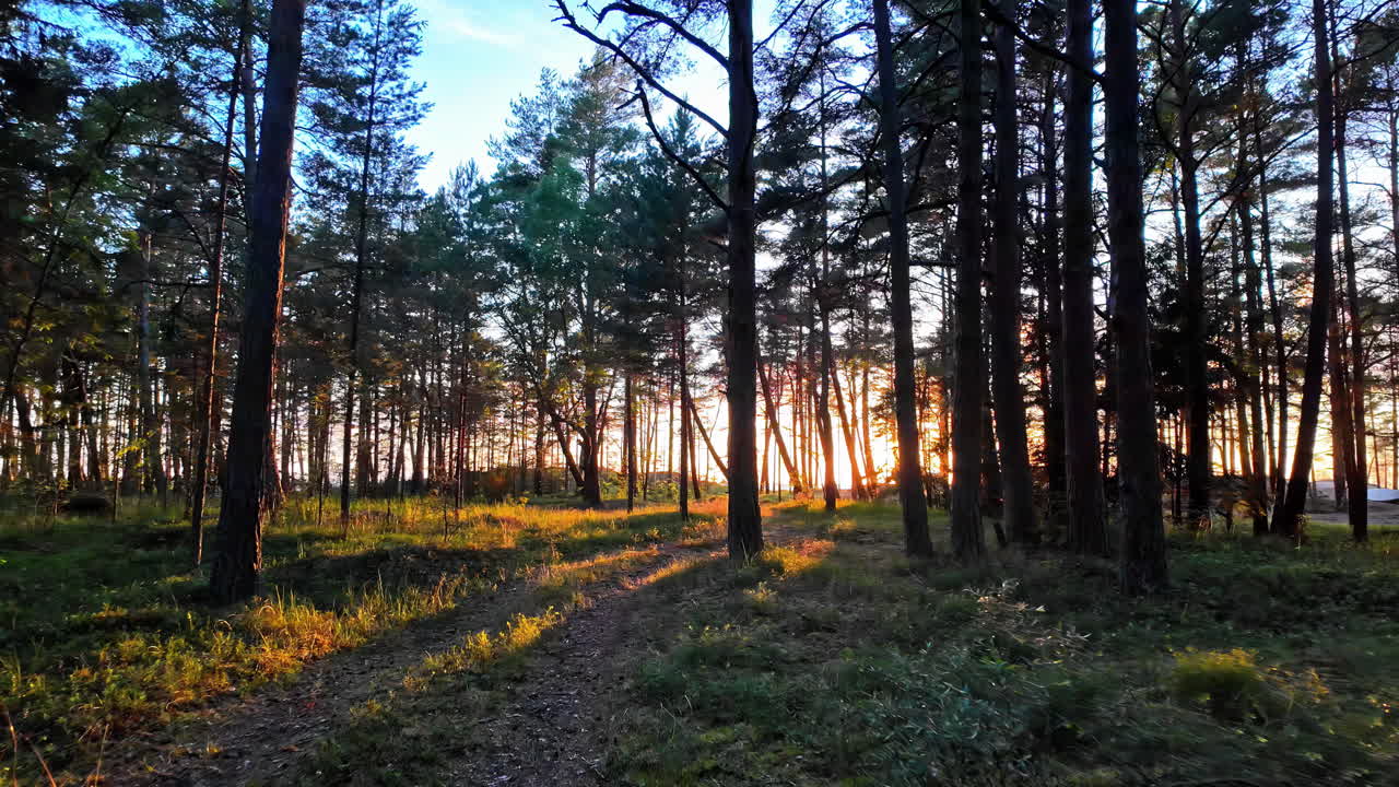 Passeggiata nel bosco all'alba o al tramonto, con bagliori solari sull'obiettivo della fotocamera, prospettiva naturale.