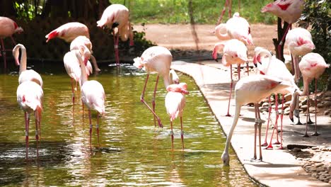 los flamencos se reúnen e interactúan junto al agua