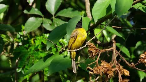 sentado en una pequeña rama, el bulbul rubigula flaviventris de cresta negra de color amarillo voló hacia atrás al lado izquierdo inferior del marco, dentro del parque nacional de khao yai, tailandia