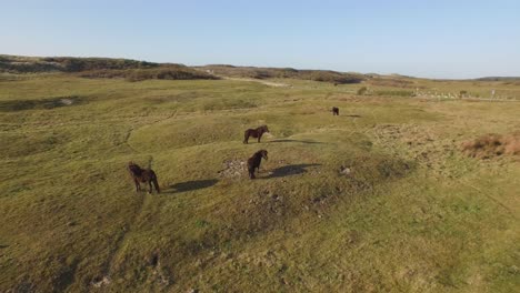 Antena:-La-Reserva-Natural-De-Dunas-De-Oostkapelle-Con-Potros-Pastando