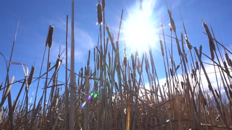 panning shot of cattails shining in the sun with a blue sky in the background in 4k 60p