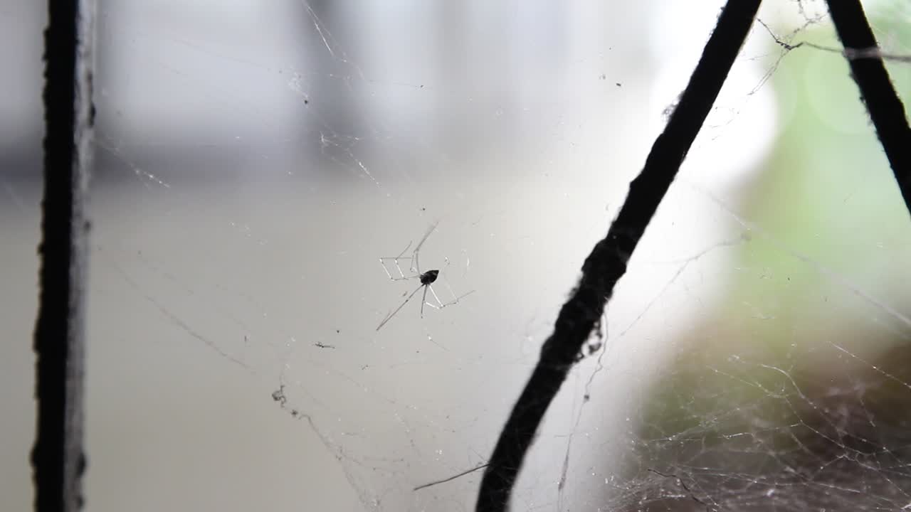 CLOSE UP, Small Long Legged Spider Sitting In Its Woven Web