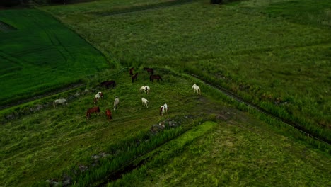 Schöne-Drohnen-Luftaufnahme-Von-Oben-Nach-Unten-Von-Pferden-Auf-Dem-Feld