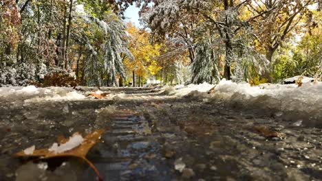 Nieve-Cayendo-De-Los-árboles-Después-De-Una-Tormenta-De-Nieve