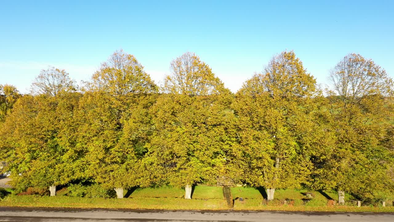 Aerial view of big trees with autumn colours alongside road