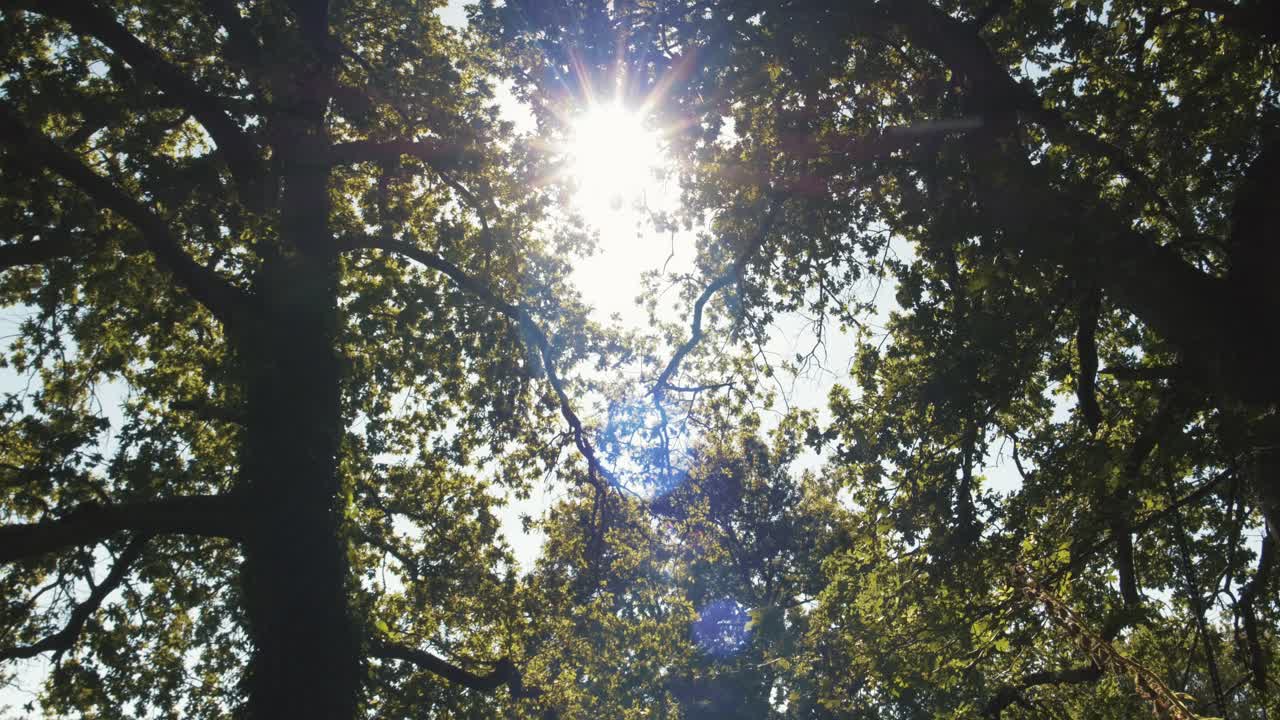Sun lights passing trough tree branch.