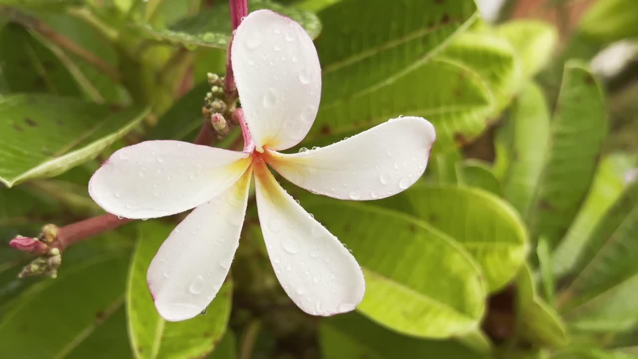 close-up shot highlights the intricate details of the plumeria flower's petals as The raindrops glistening on the petals