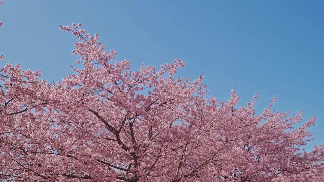 Tertemiz berrak mavi bir gökyüzüne karşı canlı pembe kawazu kiraz çiçeklerinden oluşan bir gölgelik kadrajı dolduruyor, kırsal bir Japon su yolu boyunca erken ilkbahar çiçeklenmesinin zirvesini tüm ihtişamıyla yakalıyor.