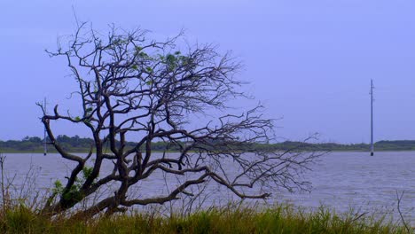 slo mo: un árbol sin hojas y ramas en el viento