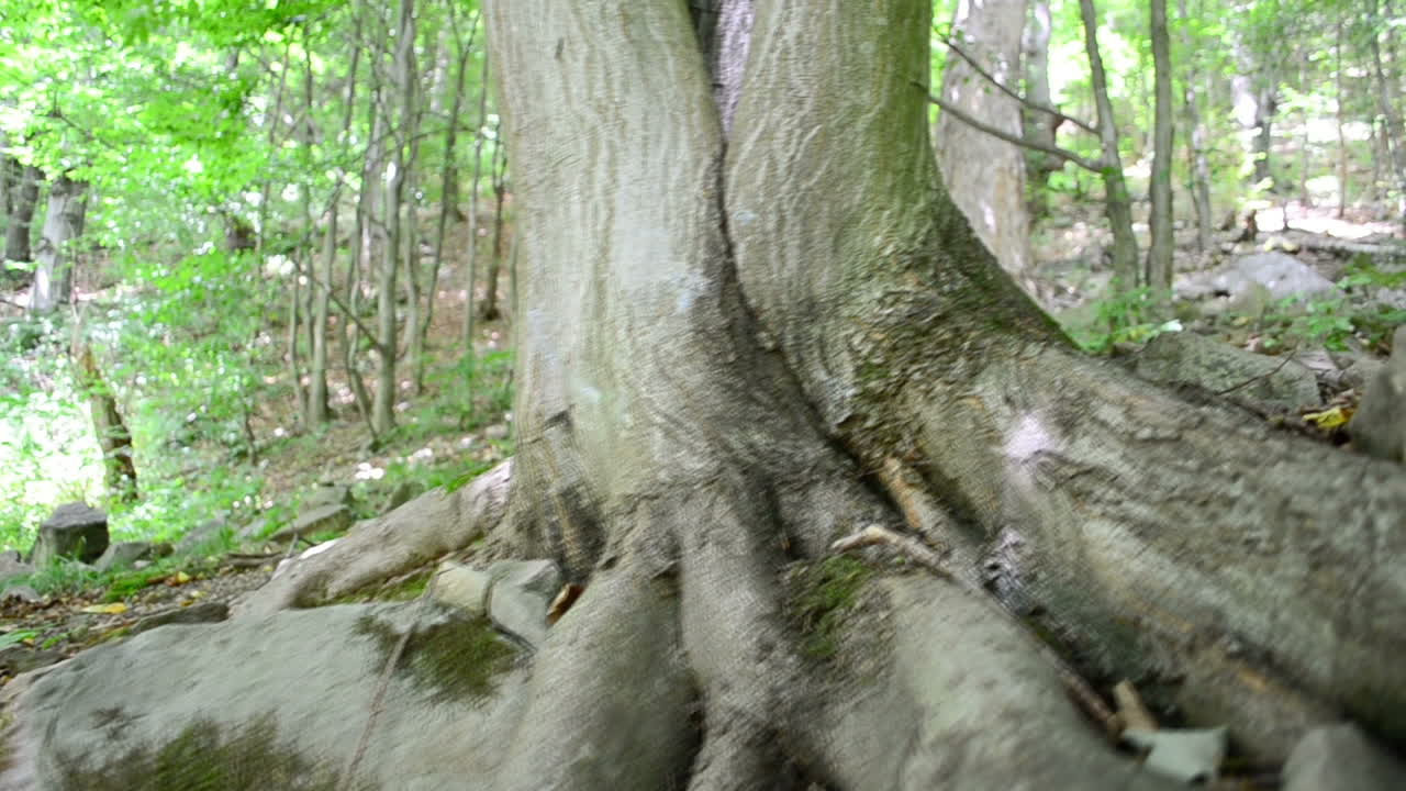 Tree roots, wood. Slow motion. Shooting in mountains