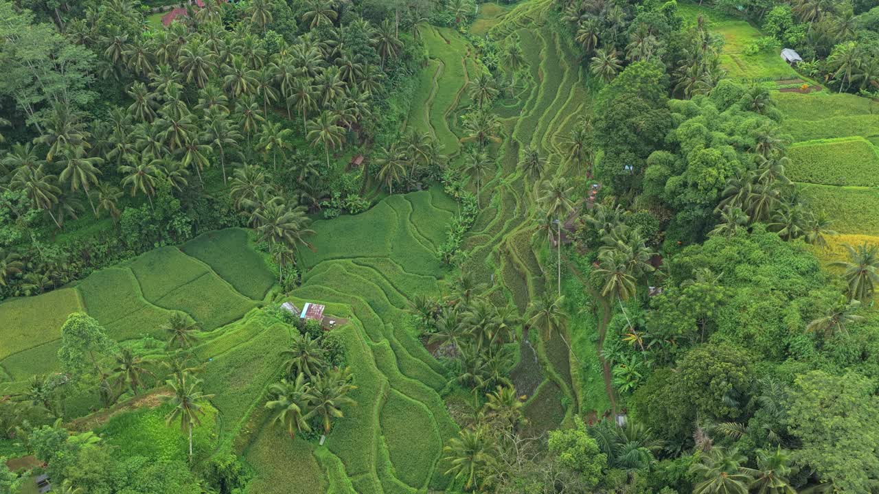 Letecký pohled na rýžové terasy Tegalalang na Bali