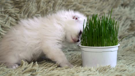 white young cat sniffs potted plant