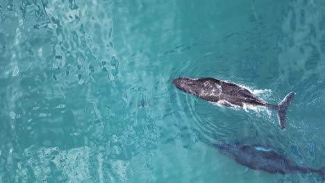 las ballenas jorobadas migratorias siguen a un delfín a lugares más cálidos para reproducirse y parir en la gran barrera de coral.