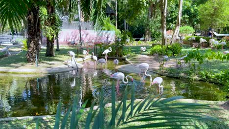 flamencos vadeando en un hábitat exuberante y sereno