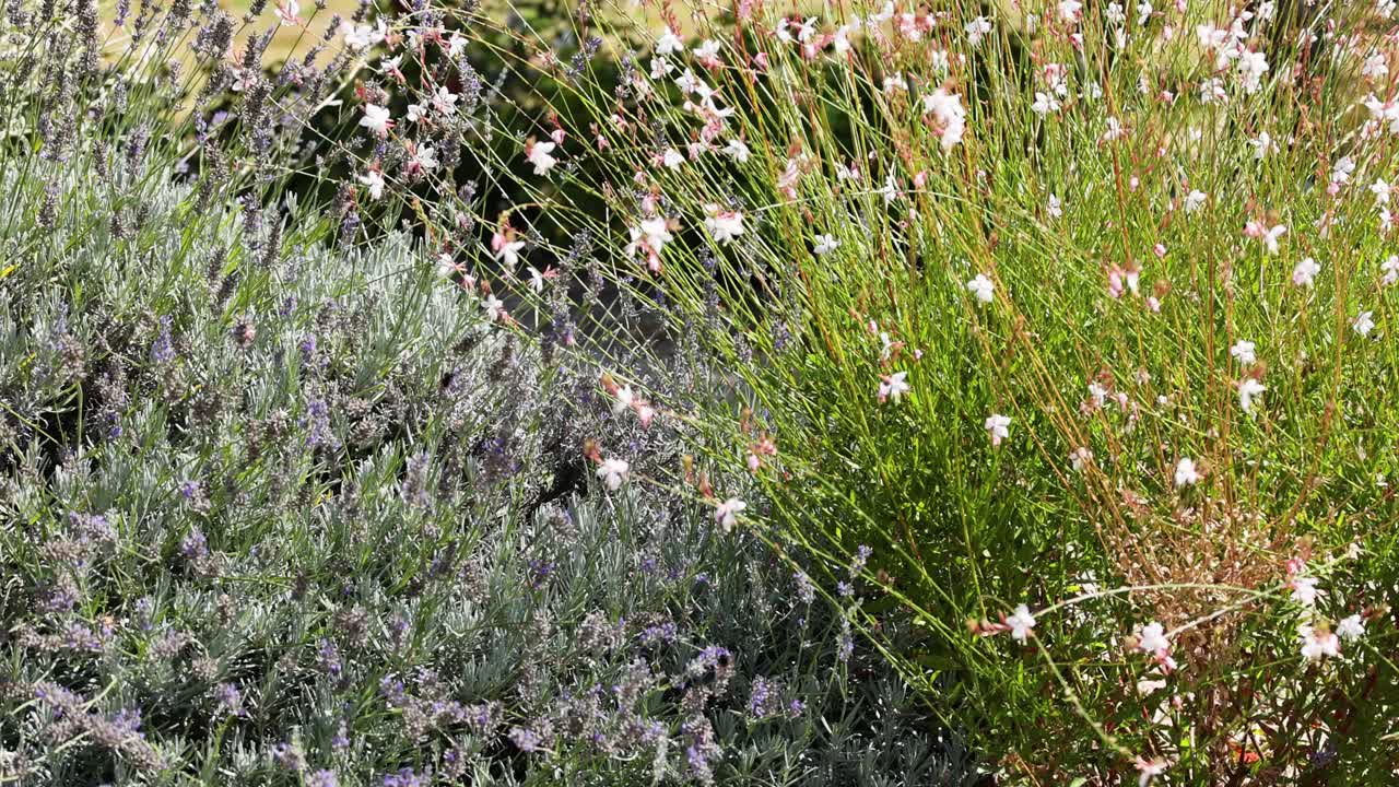 las flores de gaura lindheimeri se balancean en la brisa
