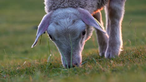 Sheep-eating-grass-on-the-beach-of-Uttakleiv-during-midnight-sun-in-Lofoten,-Norway