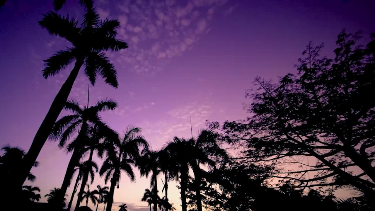 Experience the calm of blue hour in Puerto Rico as palm trees sway and clouds rush across the twilight sky. This cinematic timelapse captures the island’s serene and moody tropical atmosphere