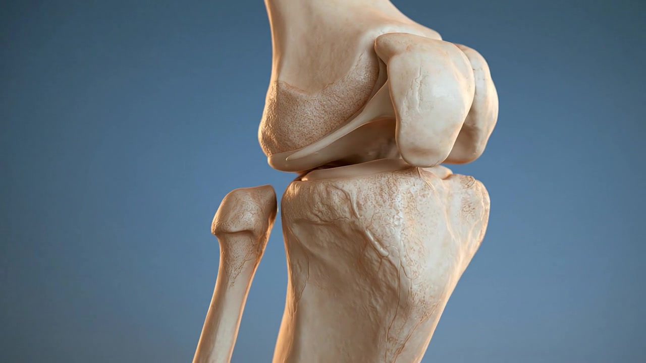 Human knee joint anatomy model showing bones and surrounding structure