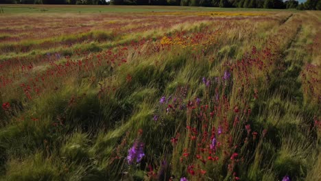 aerial video captures a lush, green field with a gentle breeze, showcasing vibrant colors