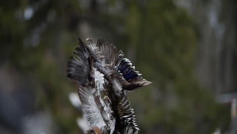 alas de pájaros muertos implementadas como parte de la máscara kuker búlgara