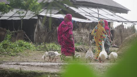bangladeshi village women walking through the rural street while a person is feeding his king size ducks.