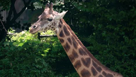 primer plano de la cabeza de la jirafa en el zoológico del gran parque de seúl contra el bosque verde